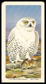 47 Snowy Owl with Collared Lemming